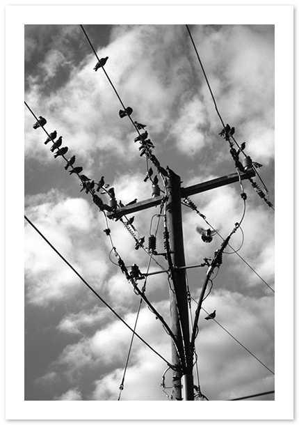 Birds, Alexandria, VA