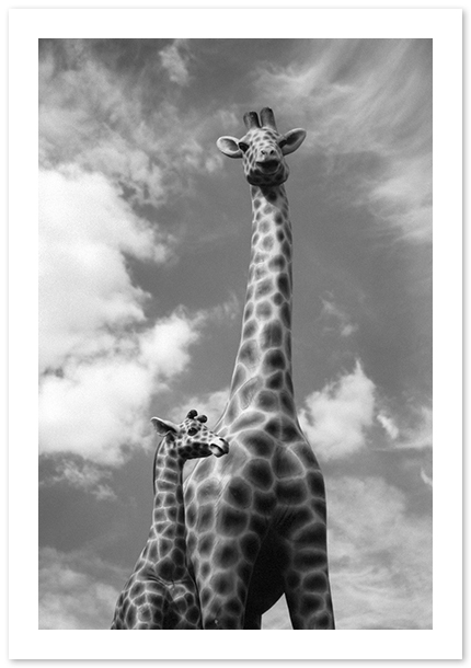 Giraffes, Washington, DC
