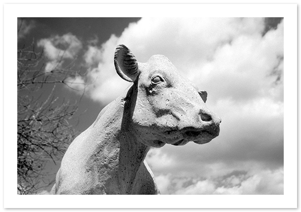 Maryland Department of Agriculture, East Cow, Raymond Kaskey, Annapolis, MD