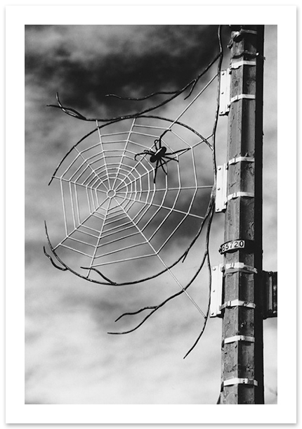  Spider, Breon Gilleran, Washington, DC