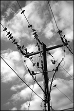 Birds, Alexandria, VA