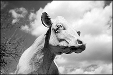 Maryland Department of Agriculture, East Cow, Raymond Kaskey, Annapolis, MD