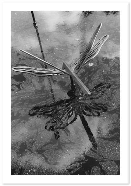 HABITAT, Sign of the Dragonfly, Washington, DC